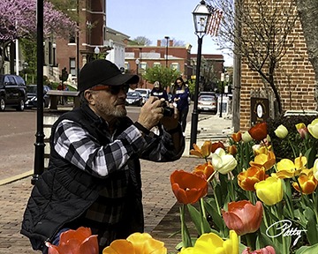 Photographer photographing tulips.