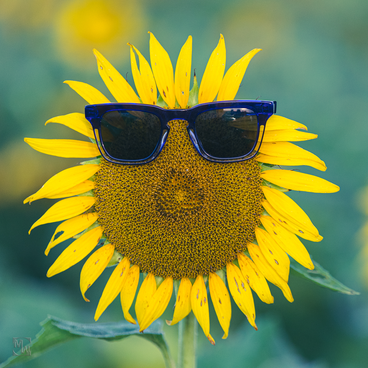 sunflower with glasses