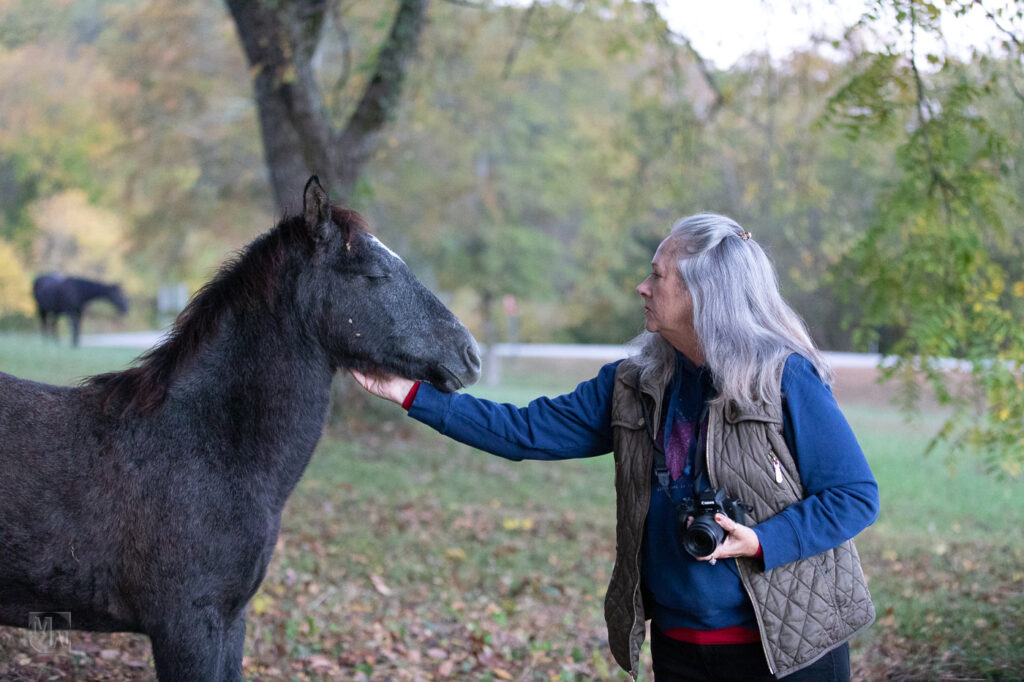 Photographer and wild horses